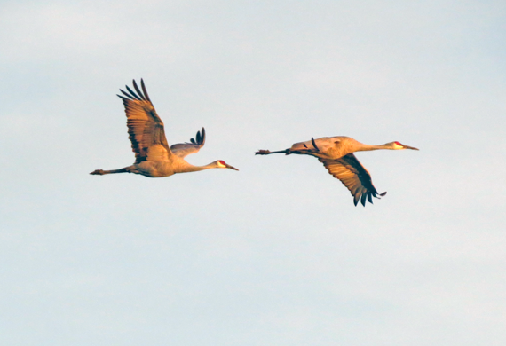Pair of Sandhill Cranes by Ventures Birding Tours